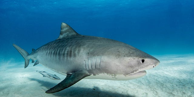 Changes in tiger shark migration habits and patterns may result in more encounters with humans.