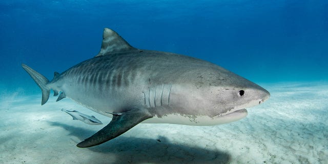 Changes in tiger shark migration habits and patterns may result in more encounters with humans.