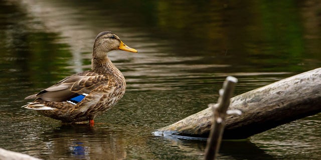 Don't even think about parading this duck down Ohio Avenue in McDonald.