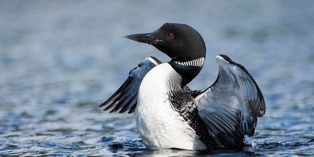Loons are a heavy bird and require a lot of space in order to take off.