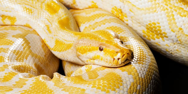 Albino burmese python (イチジク)