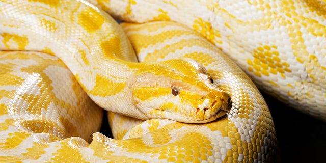 Albino burmese python (iStock)