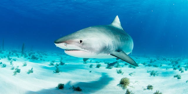 A tiger shark swimming.