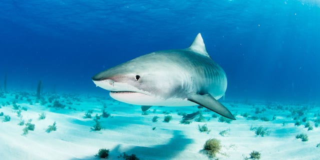 A tiger shark swimming.