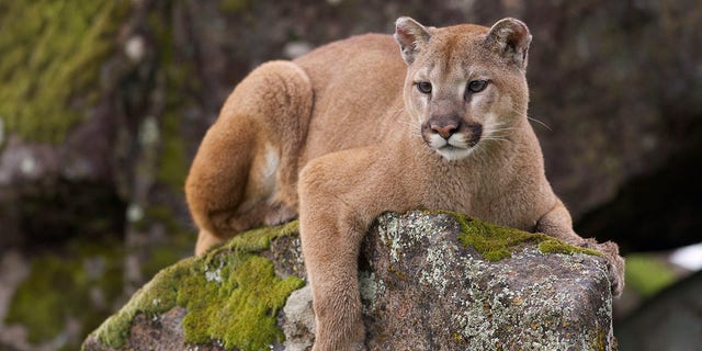 A new bill in Colorado would ban the trapping and killing of certain big cats, although it would allow certain exceptions to protect livestock.