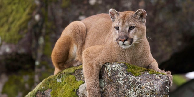 Mountain Lion on moss covered rocks during spring time