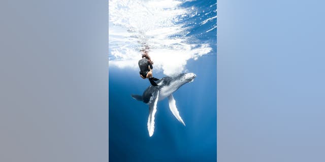 The curious humpback whale calf that got close to Yanna Xian is several times her size. This remarkable species can reach 16 feet in length at birth.