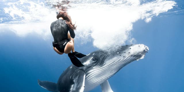 In an underwater video Mitch Brown captured, you can see Yanna Xian just barely dodge the humpback whale calf.