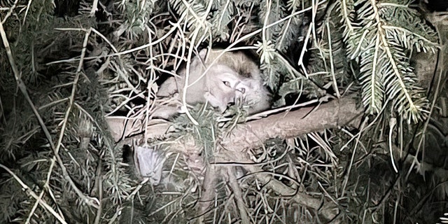 Crash involving 100 cynomolgus macaques