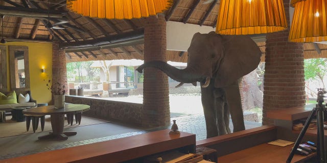 Andy Hogg, managing director of the lodge, told SWNS that employees know to keep food hidden to prevent the elephants from taking it.