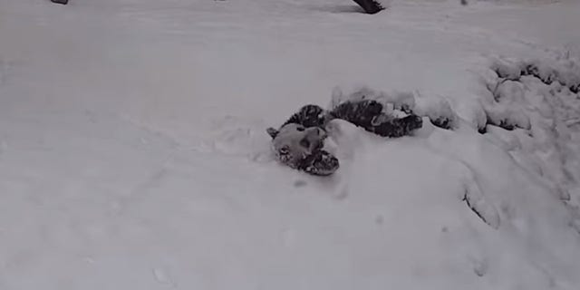 While he may not have enjoyed his first snow day last year, giant panda cub Xiao Qi Ji had a good time in the first snow day of this season.