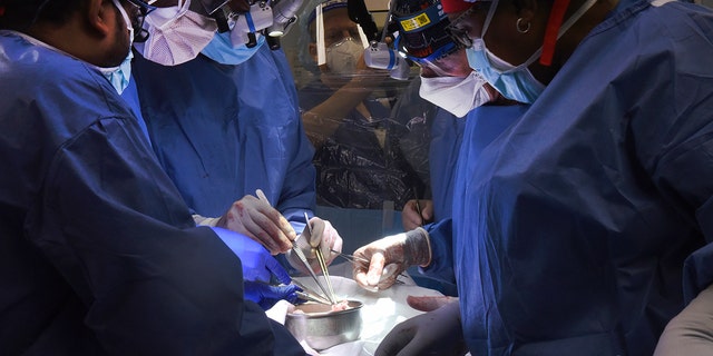 Members of the surgical team perform the transplant of a pig heart into patient David Bennett in Baltimore on Friday, Jan. 7, 2022. On Monday, Jan. 10, 2022, the hospital said that he's doing well three days after the highly experimental surgery. 