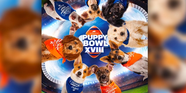 The 18th annual Puppy Bowl will air on Sunday, 二月. 13.