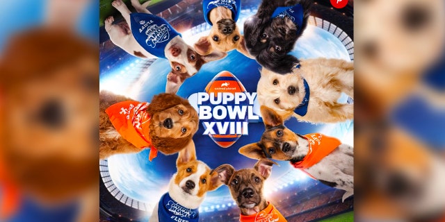 The 18th annual Puppy Bowl will air on Sunday, Feb. 13.