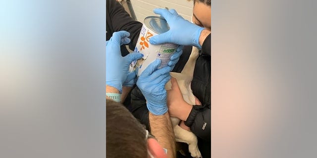 The six-month-old French Bulldog was rescued from the tin without any injuries.