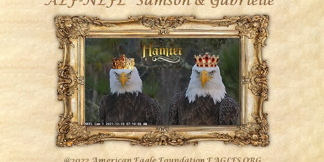Samson and Gabrielle have been tending their third nest together since before Christmas. Viewers of the American Eagle Foundation's live webcams have been watching the nest with eagle eyes!