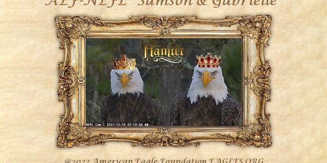 Samson and Gabrielle have been tending their third nest together since before Christmas. Viewers of the American Eagle Foundation's live webcams have been watching the nest with — yes — eagle eyes! 