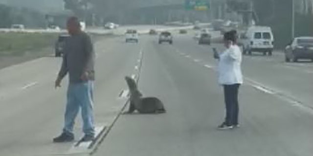 Two good Samaritans helped a sea lion cross the road when the animal wandered onto state Route 94 on Friday. 
