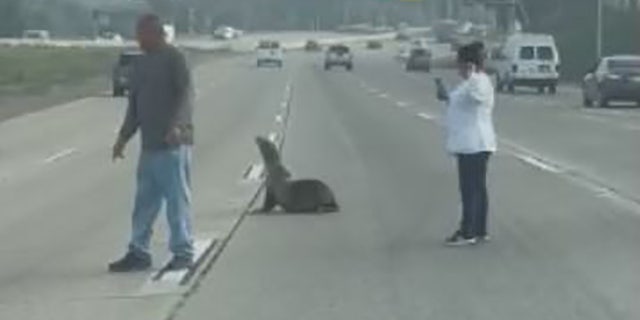 Two good Samaritans helped a sea lion cross the road when the animal wandered onto state Route 94 在周五.