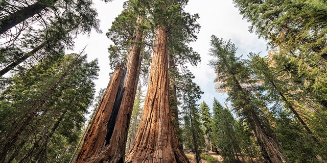 The tallest Sequoias are found in California's Sequoia National Park.