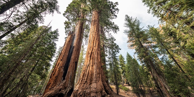 The tallest Sequoias are found in California's Sequoia National Park.