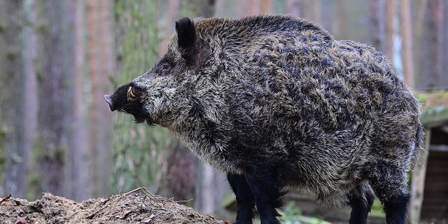 A boar in an enclosure in the Schorfheide Game Park in Germay. Photo: Photo by Patrick Pleul/picture alliance via Getty Images