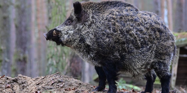 A boar in an enclosure in the Schorfheide Game Park in Germay. Photo: Photo by Patrick Pleul/picture alliance via Getty Images