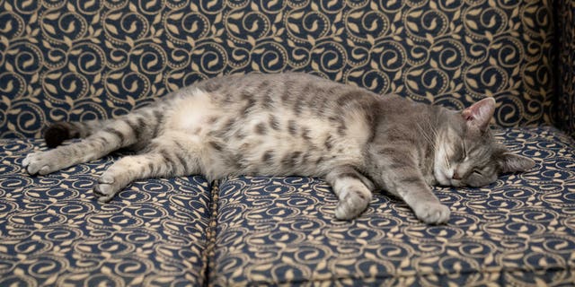 Willow, the Biden family’s new pet cat, wanders around the White House on Wednesday, January 27, 2022 in Washington. (Official White House Photo by Erin Scott)