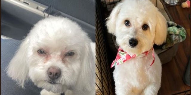 Tykesha Cherry says she noticed that the dog given to her by the pet salon was acting differently than her actual pet, Lucky.