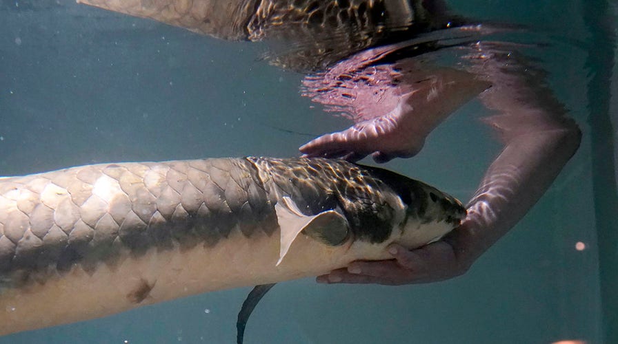 World's oldest living aquarium fish acts like a 'puppy' | Fox News World's oldest living aquarium fish acts like a 'puppy' | Fox News