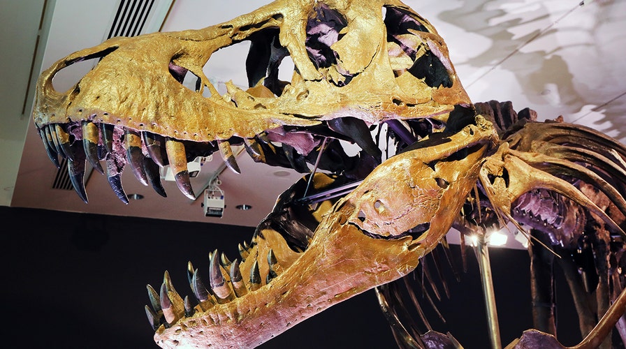 The Rock's T-Rex skull on 'ManningCast' raises questions over