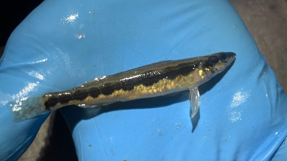 Rare fish species spotted in Ohio for the first time in over 80 years