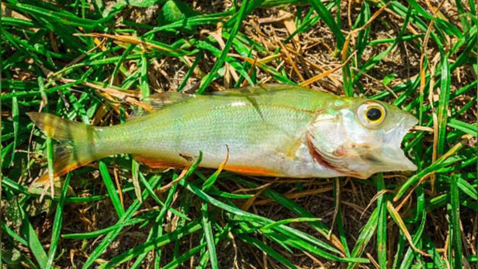 Fish rain on Texas town, sparking local officials to speak out: 'This isn't a joke'