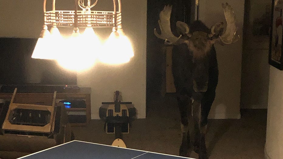 Moose found trapped in Colorado basement