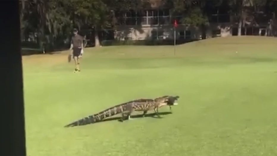 Florida alligator carries fish across golf course