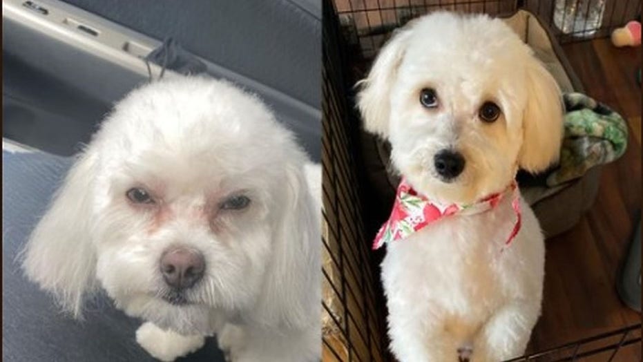 Woman gets wrong dog from Virginia pet salon