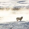 Yellowstone Wolf Montana