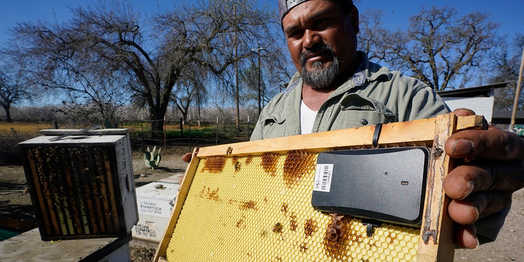 Beekeepers turn to anti-theft technology as hive thefts rise - Vimarsana News