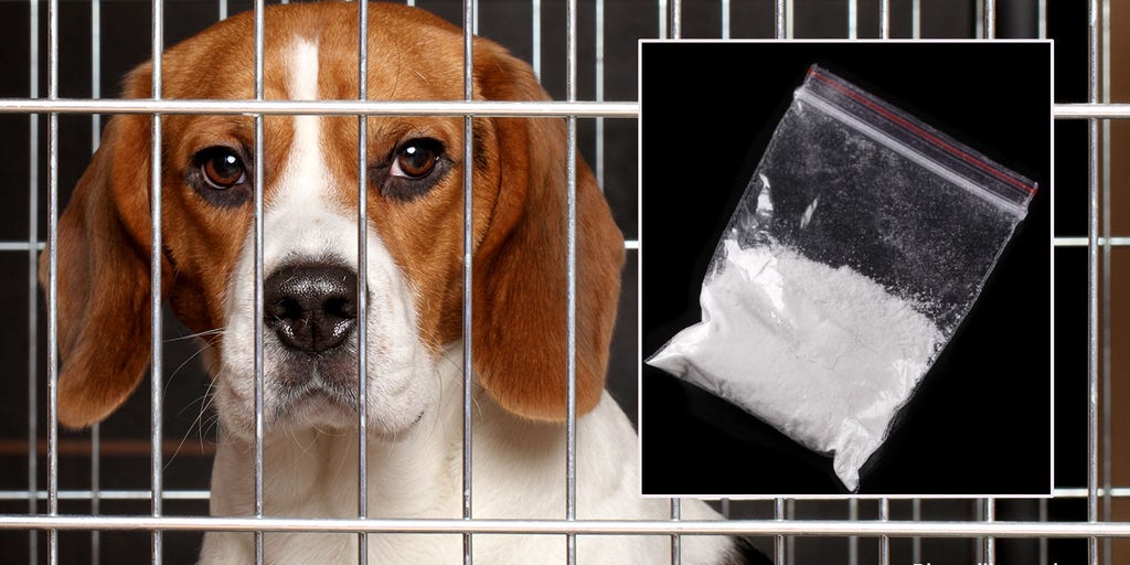 NIH spent $2.3M injecting dogs with cocaine in experiment related to overdose research: report - Vimarsana News