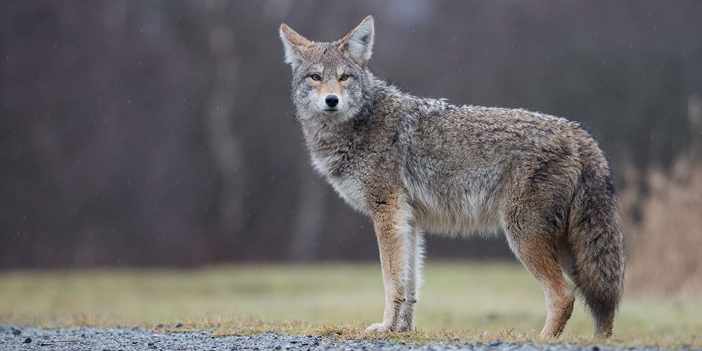 Vermont couple are attacked by a rabid coyote while walking on