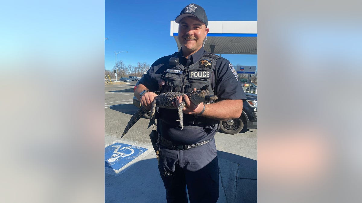 driver arrested alligator Anderson Police Department