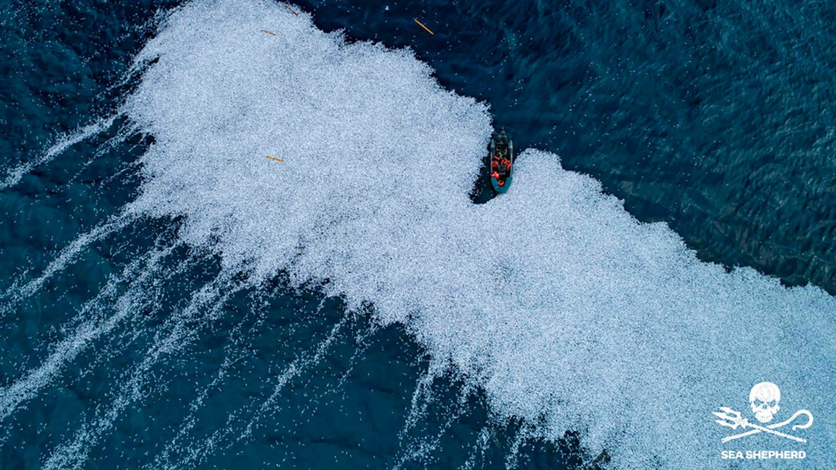 France's maritime minister has ordered an investigation after environmental group Sea Shepherd released video and photos of a massive dump of fish in the Atlantic.