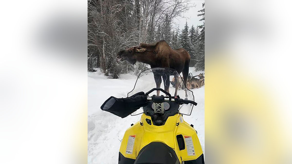 In this photo provided by Iditarod rookie musher Bridgett Watkins, a bull moose stands between the snowmobile where she took refuge and her dog team on trails near Fairbanks, Alaska, Feb. 4, 2022. (Bridgett Watkins via AP)