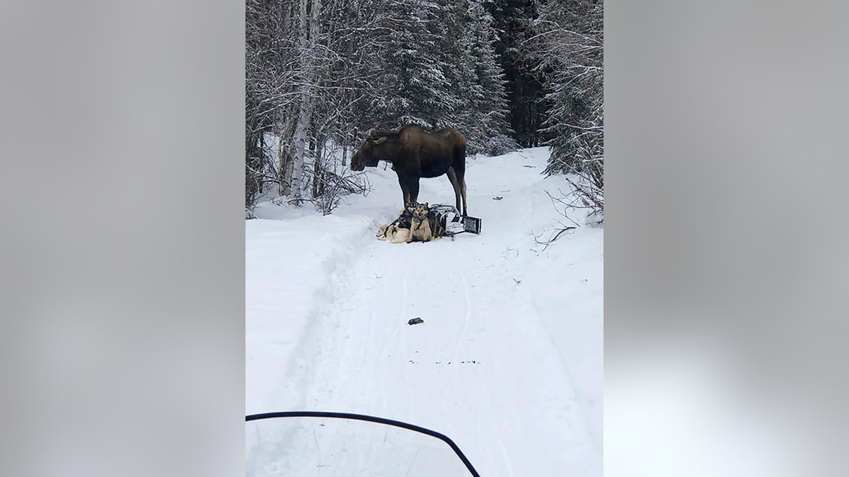 In this photo provided by Iditarod rookie musher Bridgett Watkins, a moose stands over her dog team on trails near Fairbanks, Alaska, Feb. 4, 2022. (Bridgett Watkins via AP)
