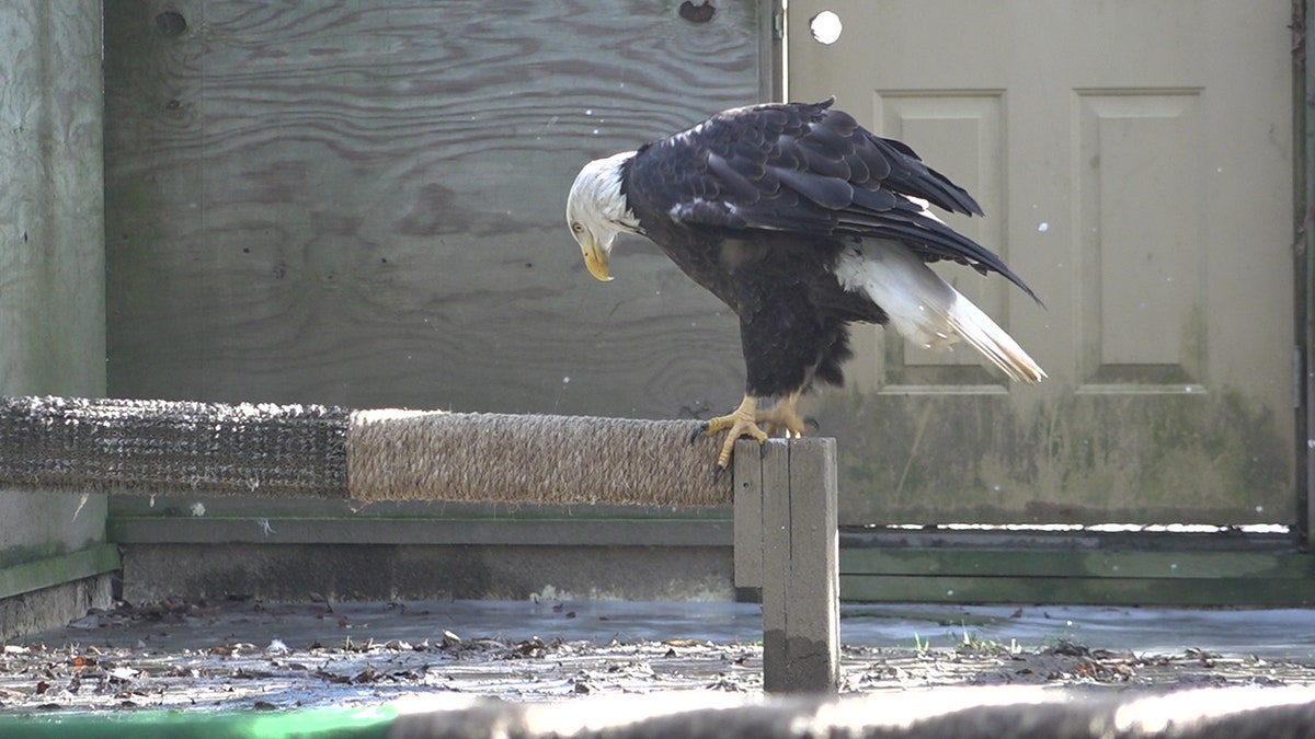 The bald eagle population has soared to more than 300,000 birds in the wild today.