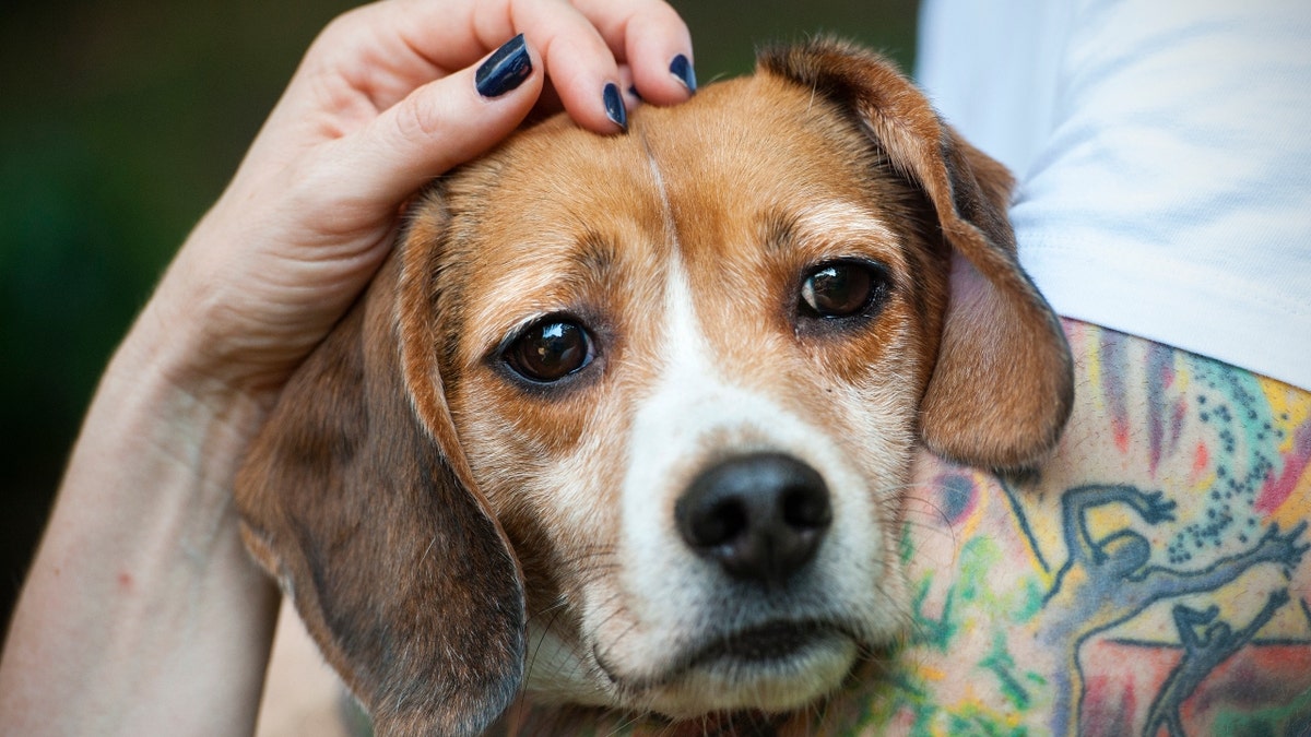 POTOMAC, MD - JULY 15: One of seven beagles gets lots of attention as its brought to freedom for the first time Monday July 15, 2013 in Potomac, MD. Beagle Freedom Project, a national non-profit rescue organization, successfully negiotated for the release of the beagles from a Virginia based research laboratory. (Photo by Katherine Frey/The Washington Post)