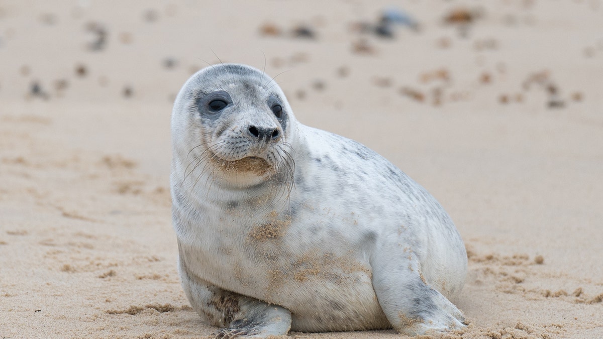 A grey seal pup on the beach at Horsey Gap in Norfolk, as the pupping season draws to a close at one of the UK's most important sites for the mammals. Picture date: Sunday January 23, 2021. (Photo by Joe Giddens/PA Images via Getty Images)