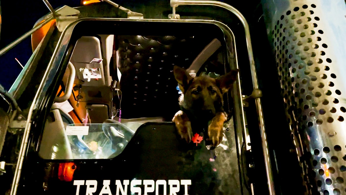 A dog hangs out the window of a truck in Ottawa, Canada