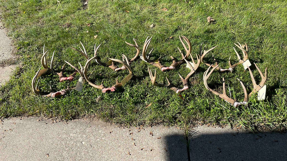 antlers recovered from poacher