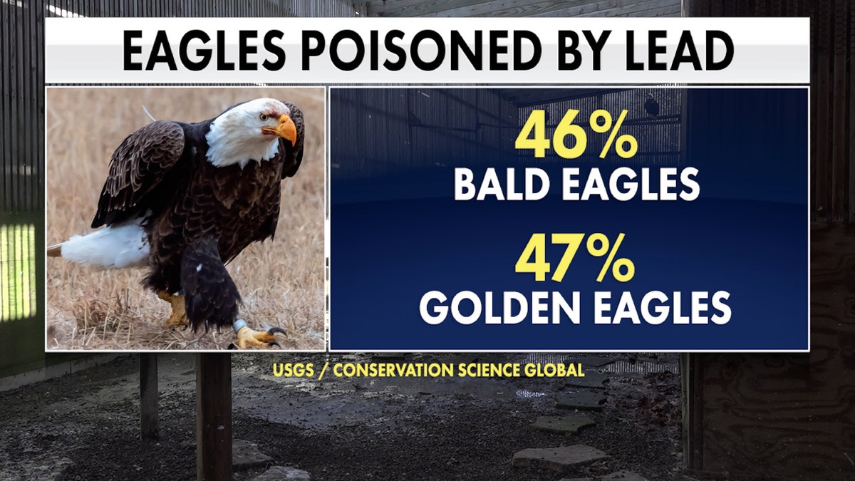 A study found nearly 50% of eagles sampled show signs of repeated exposure to lead.